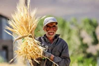 خرید  تضمینی حدود ۱۳۰ هزار تن گندم از سوی شبکه تعاون روستایی خراسان رضوی