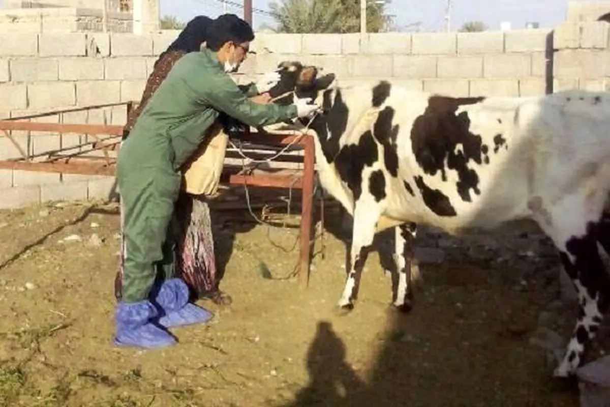واکسیناسیون تب برفکی دام در اردبیل آغاز شد